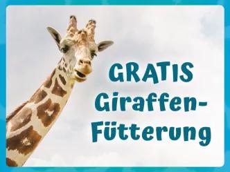Portrait von Giraffe - Gratis Giraffenfütterung Angebot