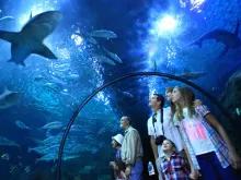 Loro Parque One Day Ticket