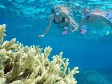 Silverswift Outer Barrier Reef Snorkelling and Diving Adventure