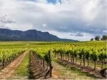 Hunter Valley Day Trip from Sydney