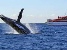 Sydney Whale Watching Cruise