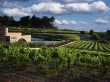 vineyard