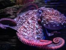 Sealife BHX