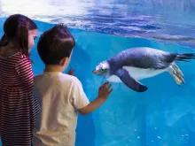 Sealife Bir