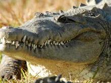 Airboat Ride and Gatorland Park Combo with Transportation