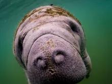 Manatees Swim, Snorkel and Boat Day Tour from Orlando