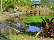 Wild Florida Adventure Package