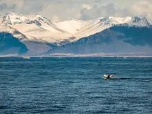 whale-tail-and-mountains