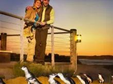 Phillip Island Penguin Parade