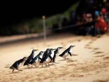 Group of little penguins walking up the beach at sunset after returning from the ocean
