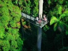 Skywalk on Explore Tamborine Tour Gold Coast Departure