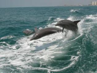 Clearwater Beach Tour with Dolphin Encounter