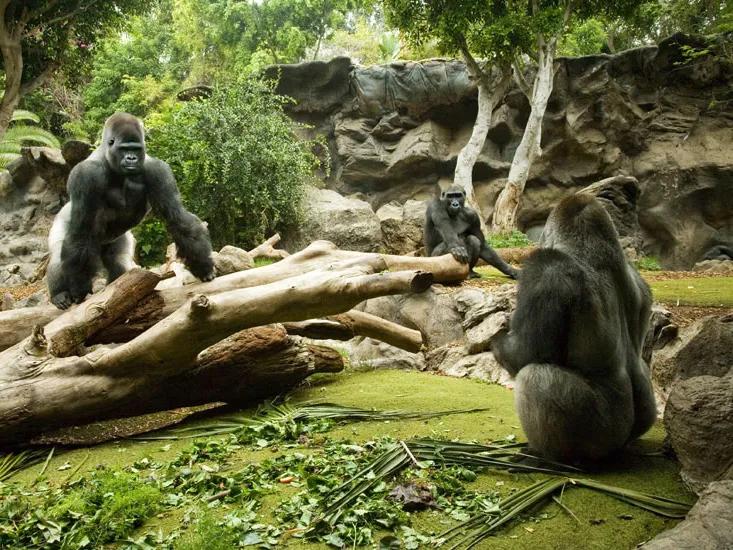 Gorillas at Loro Parque in Tenerife