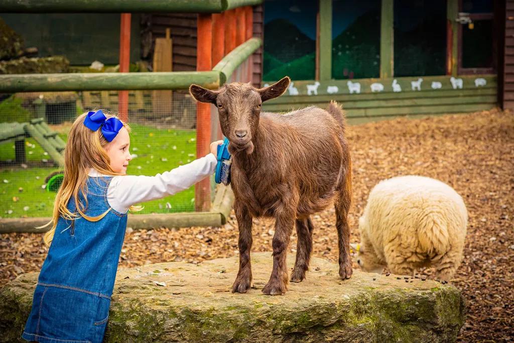 A young girl brushing the fur of a goat at a petting zoo