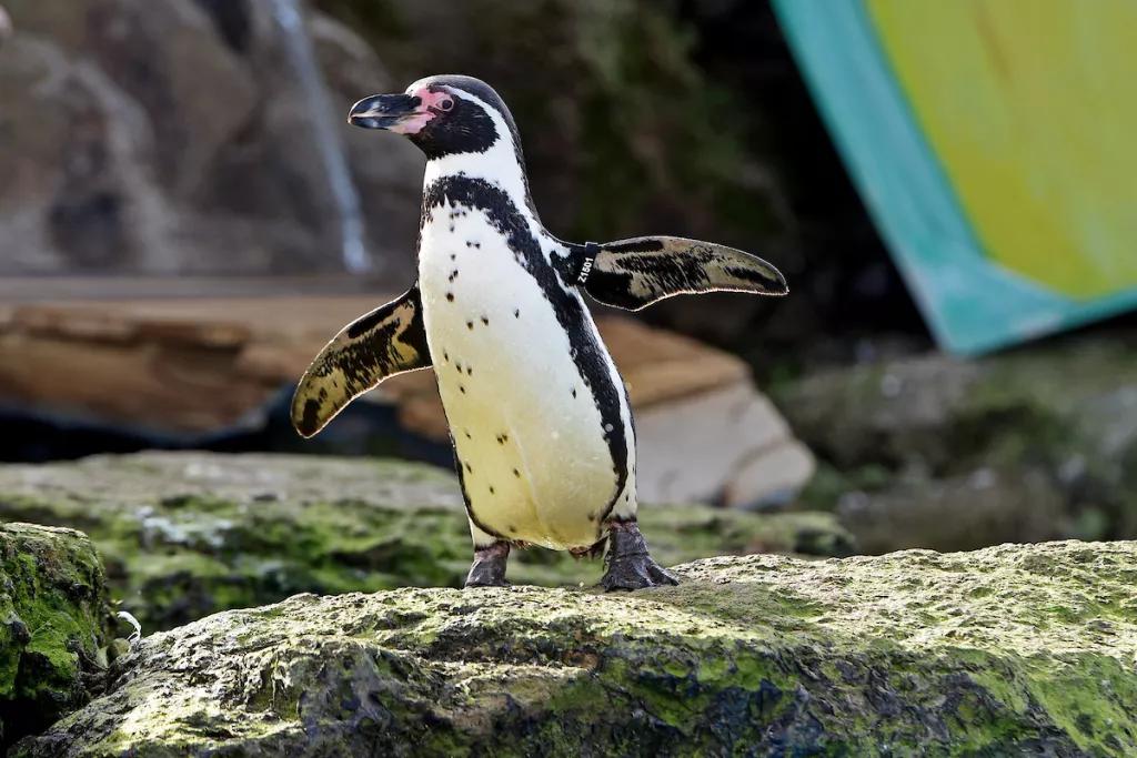 A Humbolt penguin standing on a rock