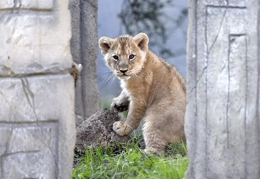 A lion cub facing the camera
