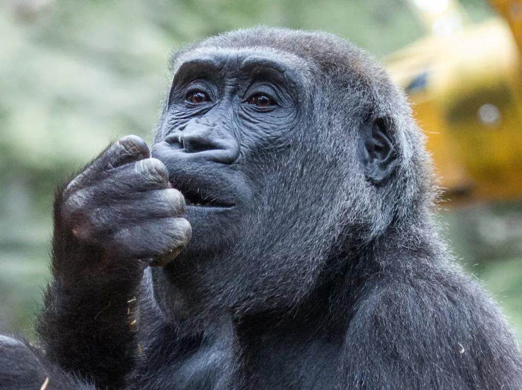 A close up image of a Western Lowland Gorilla putting food in its mouth