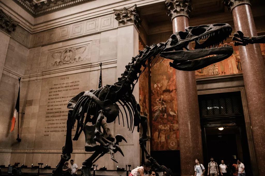 A large dinosaur skeleton inside the Museum of Natural History