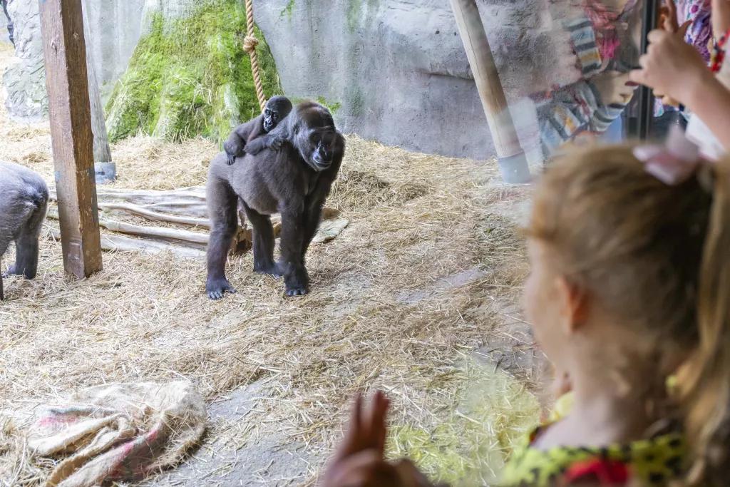 Guests looking through to an enclosure of gorillas at Chessington Zoo