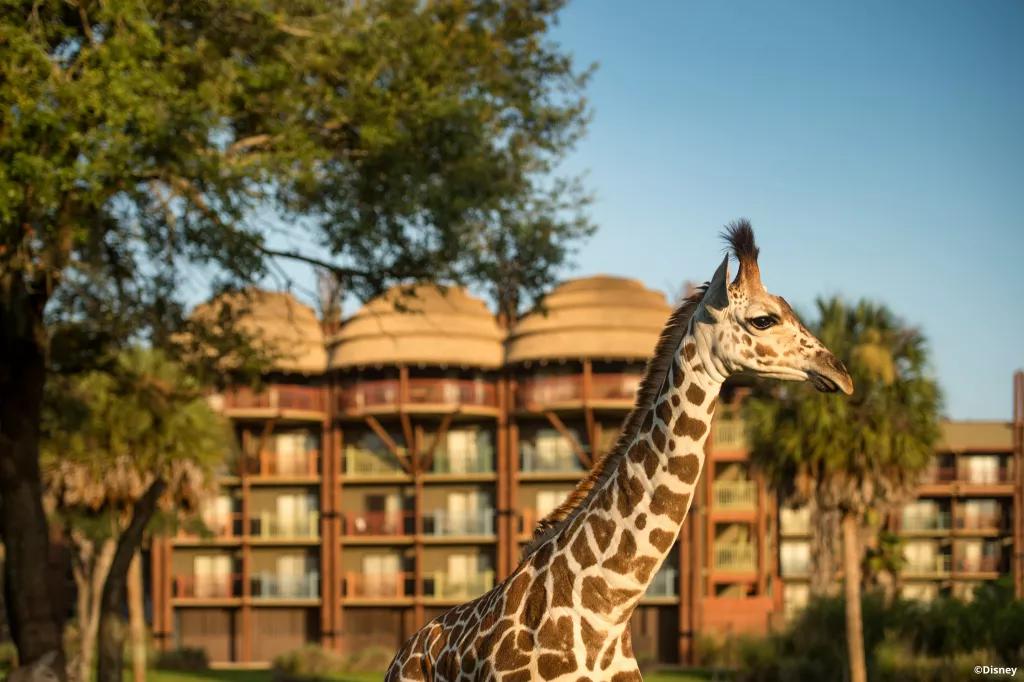 A giraffe roaming outside of guest rooms at Animal Kingdom Lodge