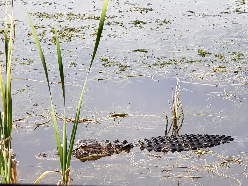 An alligator emerging from the water among reeds in Lake Apopka