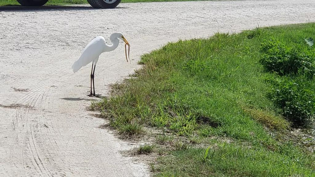 A heron on the roadside eating a snake from the grass banks