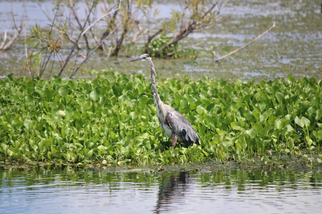 A heron standing in reeds surrounded by the water of Lake Apopka
