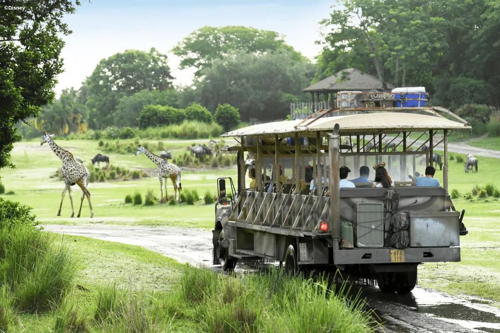 A safari truck driving towards a herd of giraffe on the Kilimanjaro Safari