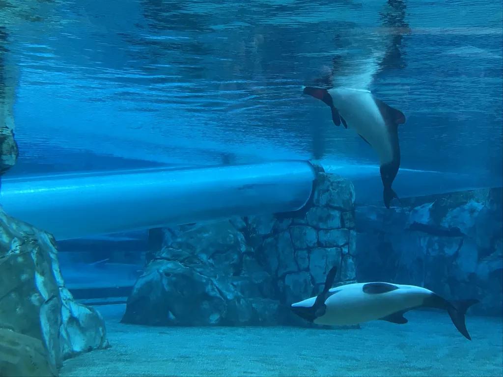 Dolphin Plunge Rutsche im Aquatica Wasserpark