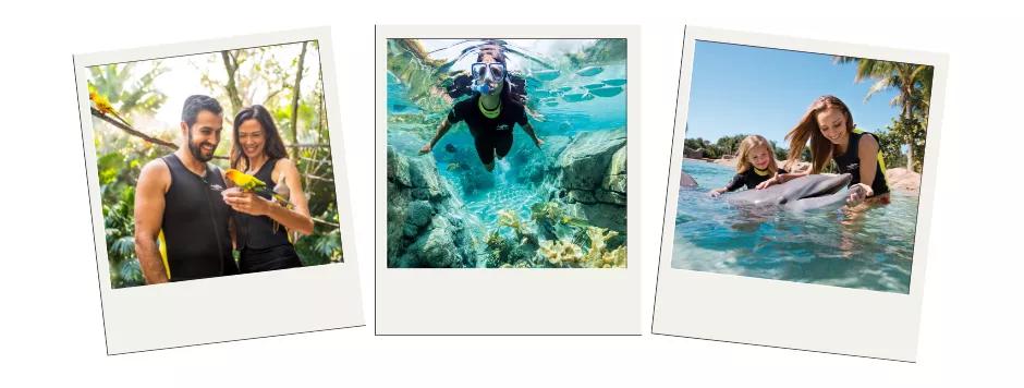 Three polaroid images showing a couple holding a bird, someone snorkelling and a mother and daughter swimming with a dolphin