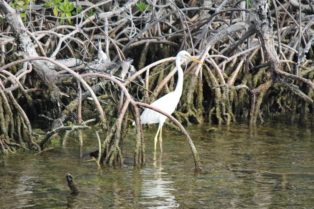 A white wading bird standing in the water of the Everglades
