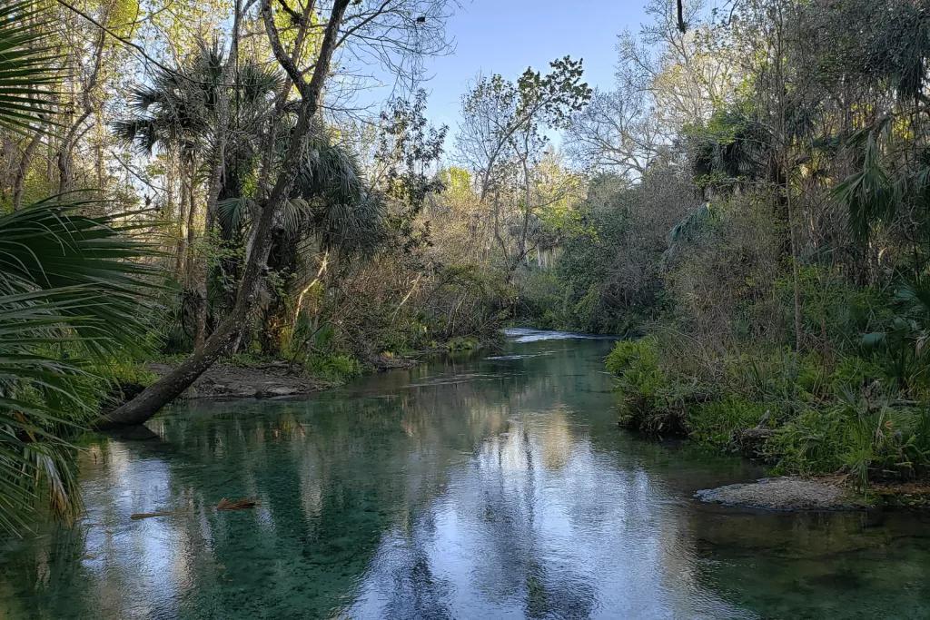 A waterway surrounded by large trees and greenery