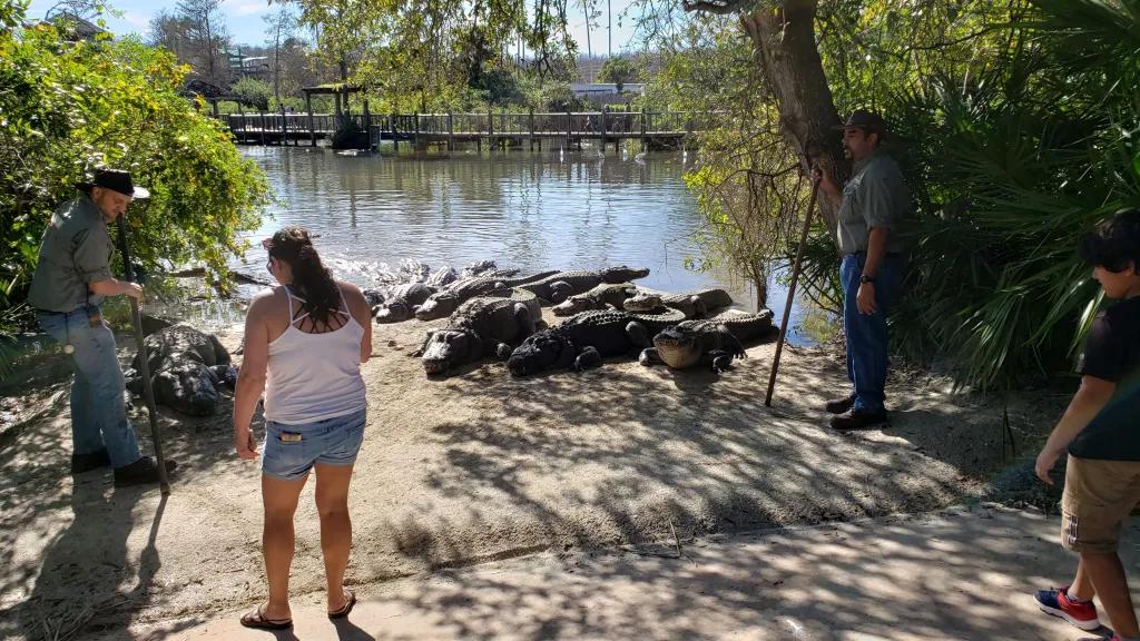 guest with gators
