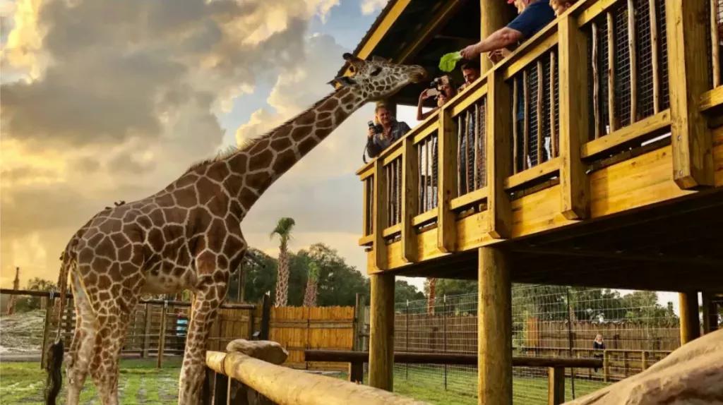 Giraffe feeding at Real Wild Florida Adventure