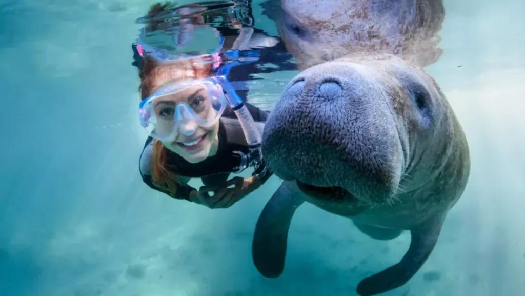 Swimming with Manatees
