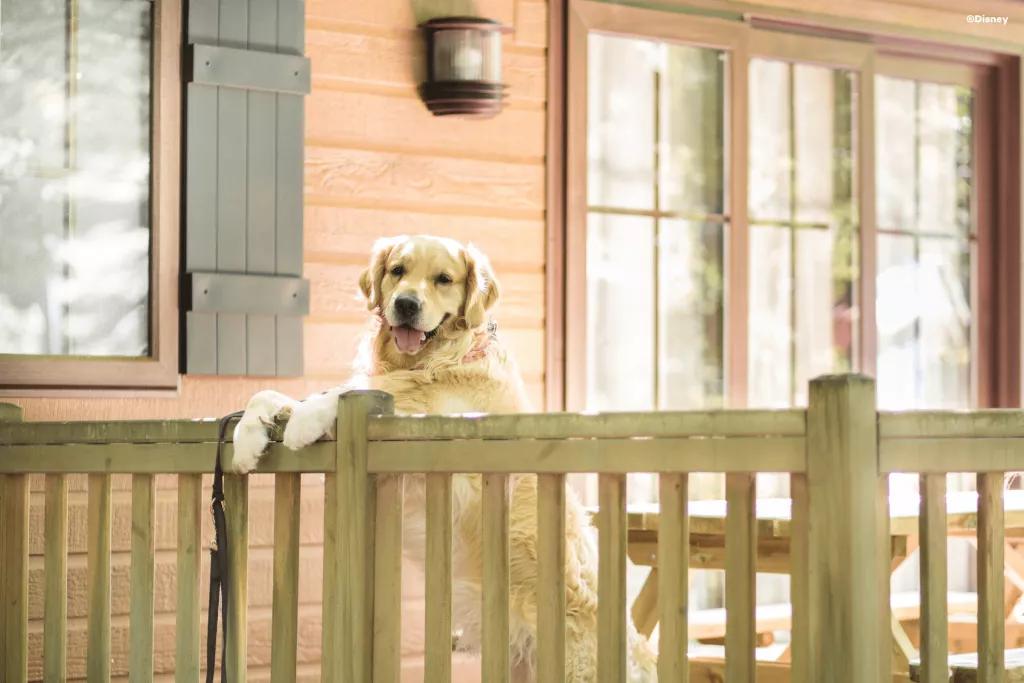 A golden Labrador standing on its hind legs with its paws resting on a wooden fence