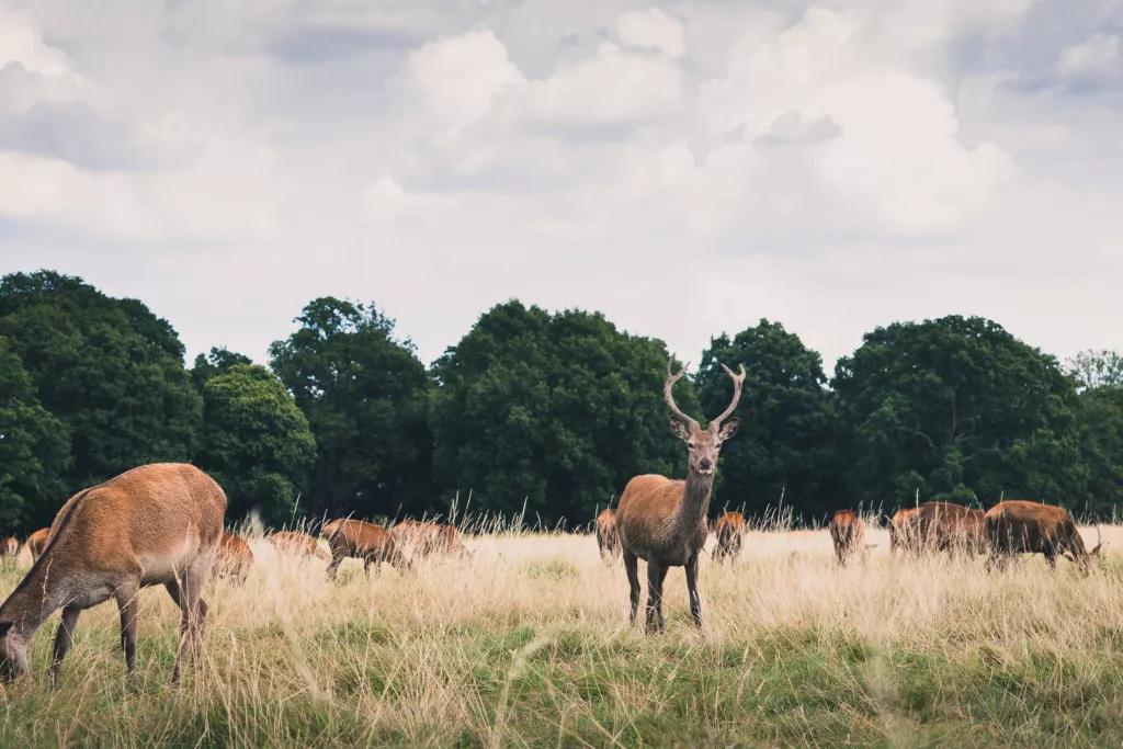 Hirsche stehen auf einer grünen Wiese im Richmond Park in London
