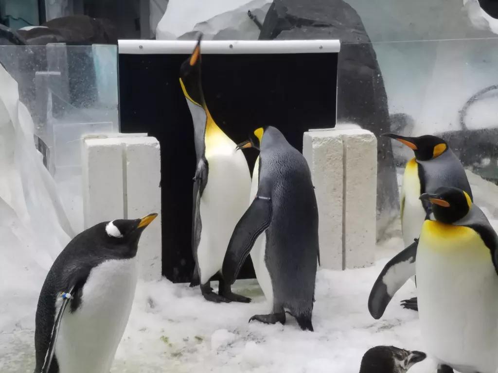 Penguins in an indoor habitat at SeaWorld Orlando