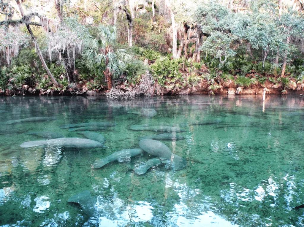 Blue Spring State Park