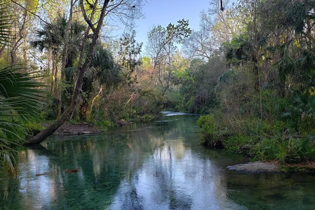 A river with lots of tropical green plants and trees covering its banks