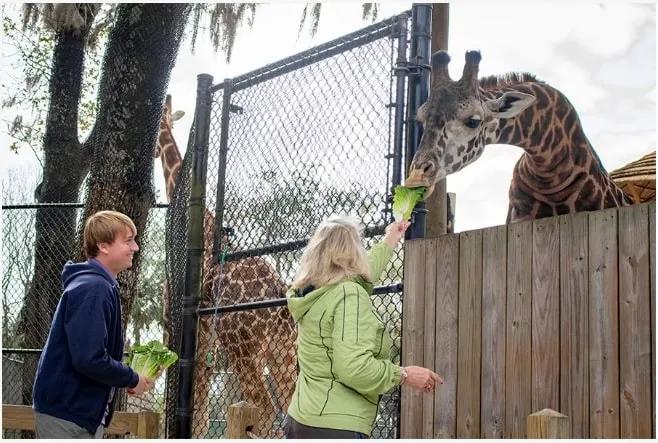 A man and a women feeding a giraffe at Central Florida Zoo
