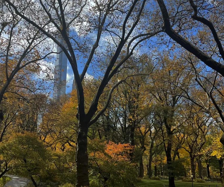 Blue skies in the background with many trees with different coloured leaves on them. To the left there is a path and behind the trees you can see a skyscraper.