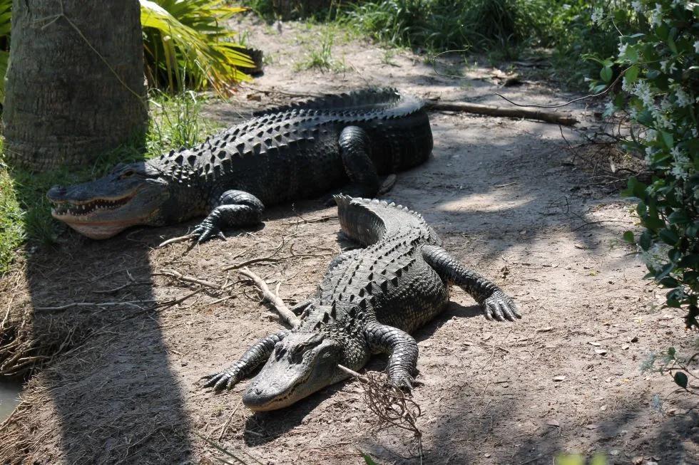 Wild Florida gators