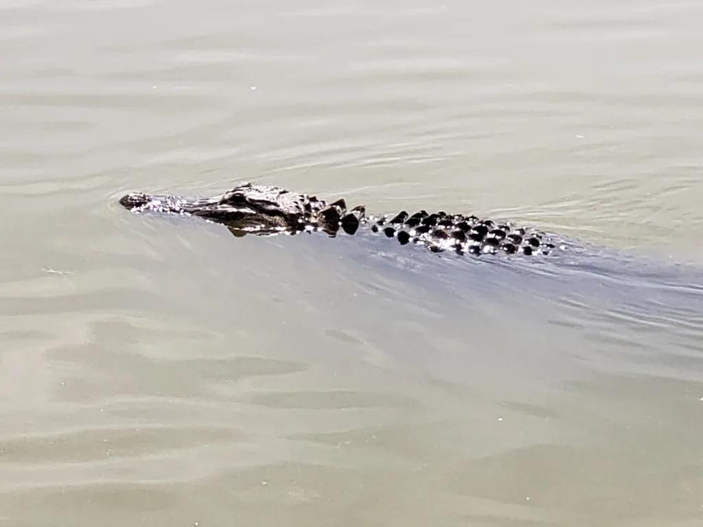 An alligator in a murky lake poking its head and body slightly out of the water.