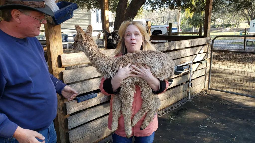 Woman gasping as she holds up a baby alpaca in her arms, beige in colour. There is a man stood next to her looking on.
