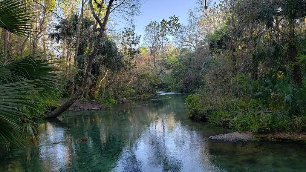 Image of river flowing between overgrown trees.