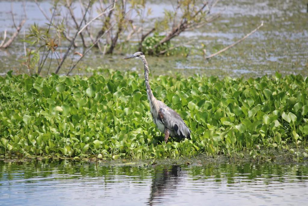 Tall grey Heron with long neck stood in middle of lake with green plants surrounding it.
