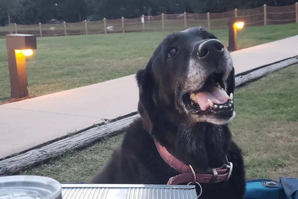 Black Labrador sat happily at a table with a concrete path behind and some wooden lights.