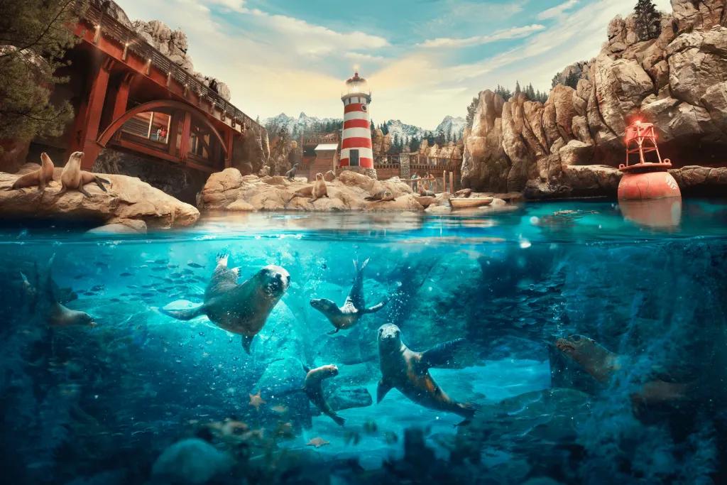 There are sea lions swimming through rock pool. There are also some sat on the rocks outside the pool. There is a white and red lighthouse in the background.