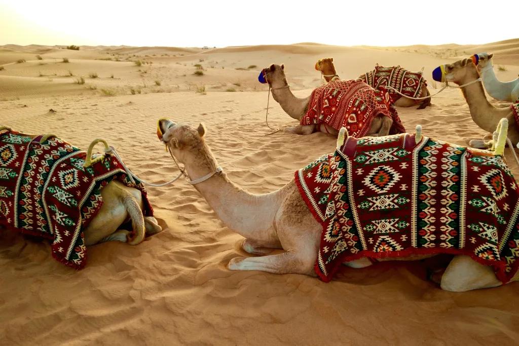 There are six camels laying down in the Arabian desert's sand. They have saddles on them and a woollen patterned mat for comfort. Each of them are tied to another camel.